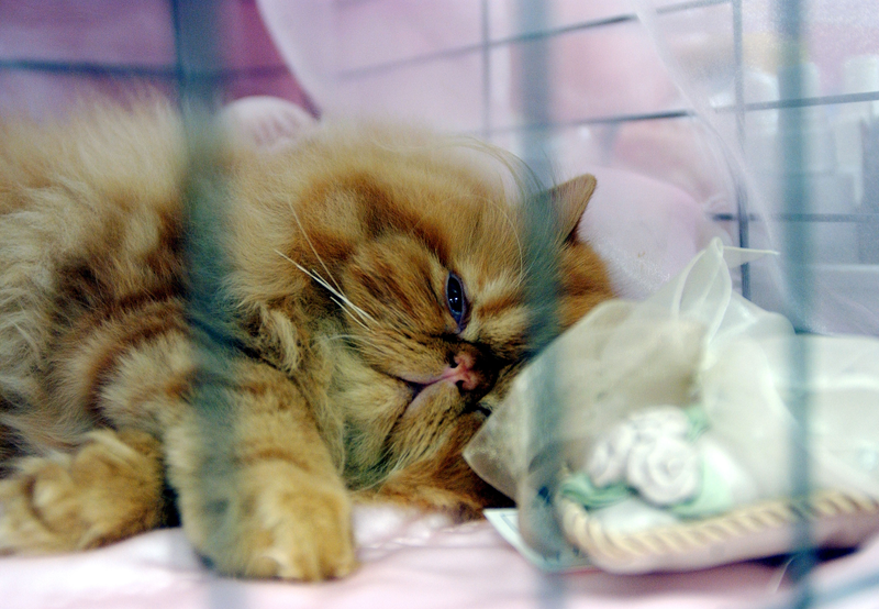 “Me voy a dormir en breve”. Getty